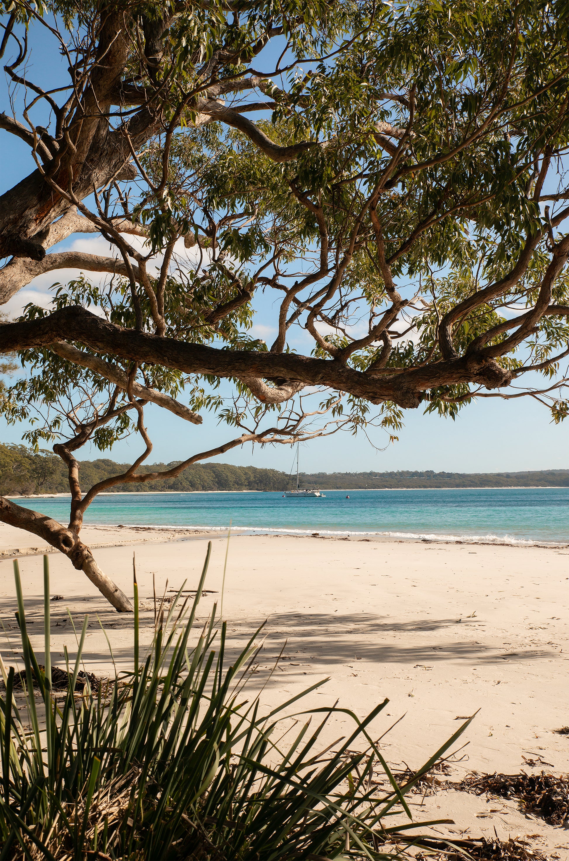 White sand beach in Jervis Bay National Park NSW framed by a spreading gum tree, with a sailboat anchored on clear turquoise water.