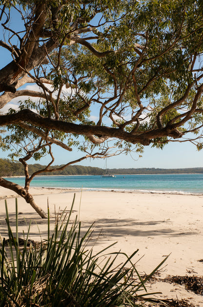 White sand beach in Jervis Bay National Park NSW framed by a spreading gum tree, with a sailboat anchored on clear turquoise water.