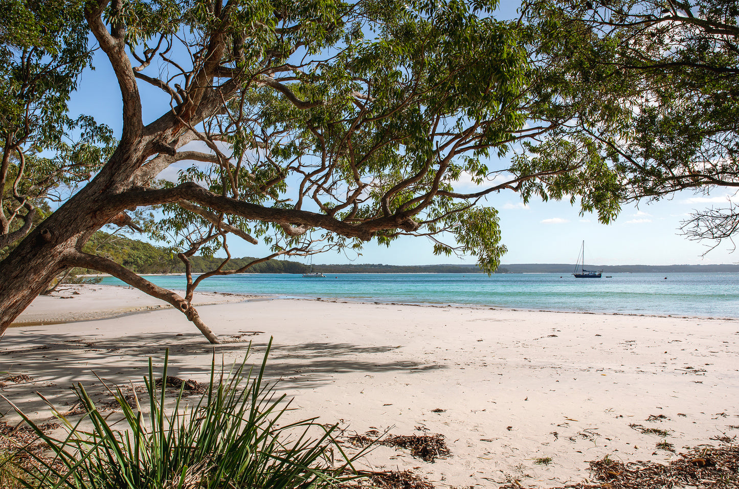 Yachts anchored on clear aqua water at Jervis Bay NSW, viewed from a white sand beach beneath spreading coastal gum trees.