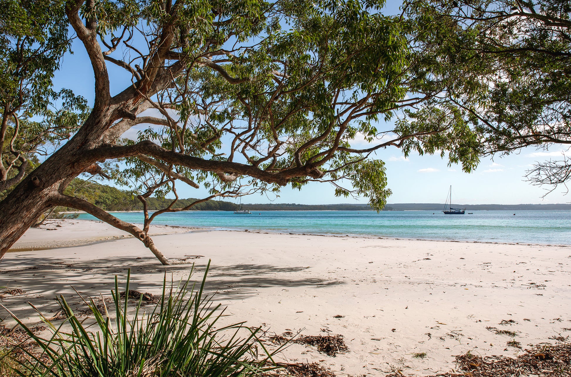 Yachts anchored on clear aqua water at Jervis Bay NSW, viewed from a white sand beach beneath spreading coastal gum trees.