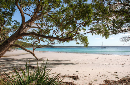 Yachts anchored on clear aqua water at Jervis Bay NSW, viewed from a white sand beach beneath spreading coastal gum trees.