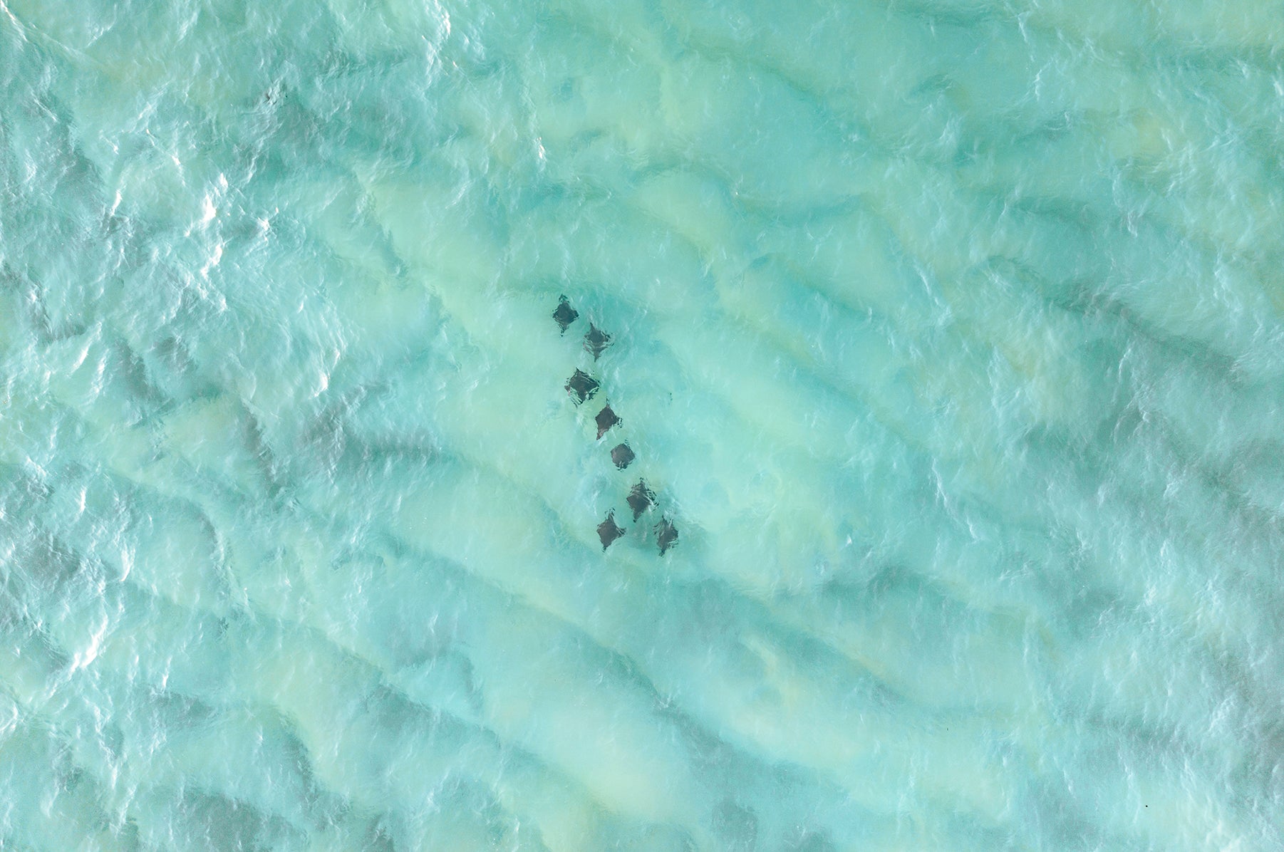 North Stradbroke Stingrays