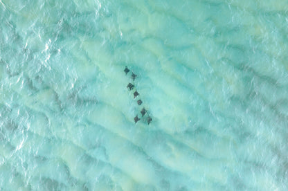 North Stradbroke Stingrays